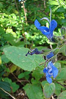 <i>Salvia scutellarioides</i> species of plant