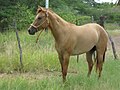 Caballo, Hato Santa Rosa, Apure - Venezuela