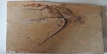 Sapheosaurus laticeps Teylers.JPG