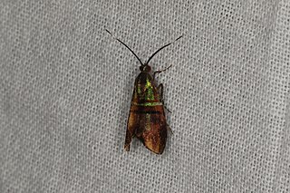 <i>Saptha libanota</i> Species of moth