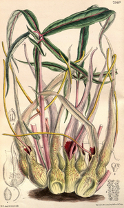 Sauromatum brevipes CBM.png