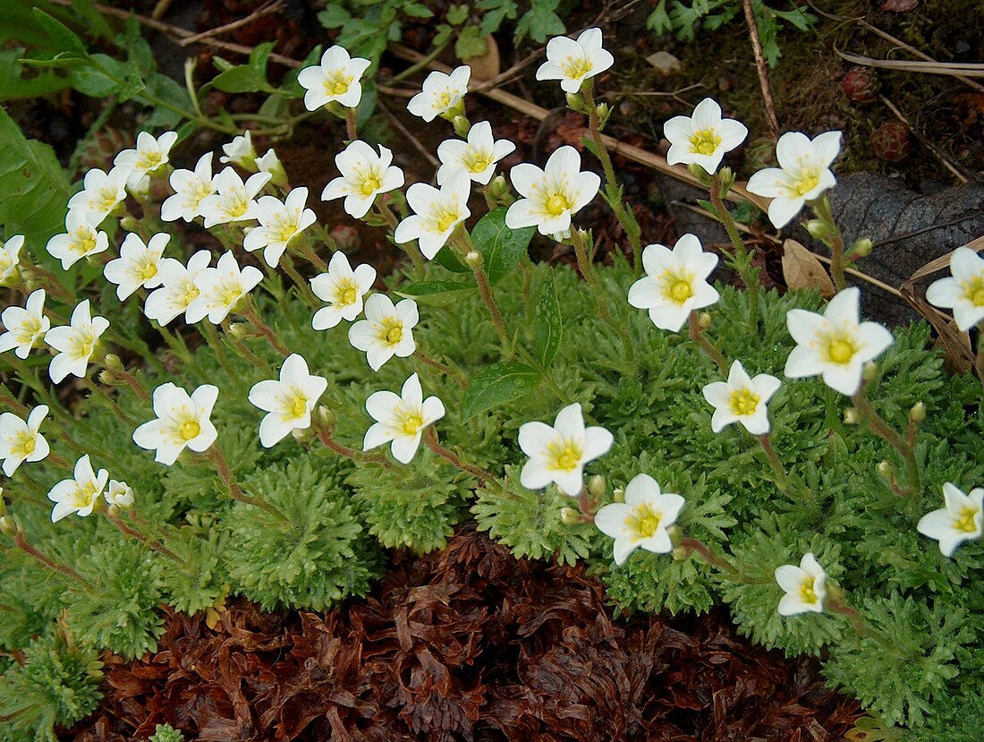 Saxifragales