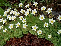 Description de l'image Saxifraga decipiens White V08 H3990.jpg.