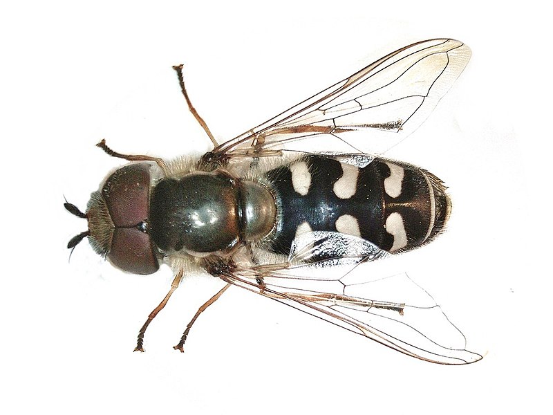 File:Scaeva pyrastri (Syrphidae) - (imago), Arnhem, the Netherlands.jpg