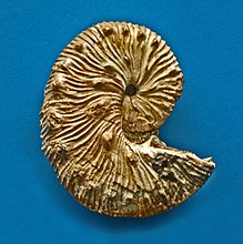 Scaphitidae - Espèces de Scaphites.JPG