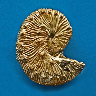 Scaphitidae family of molluscs (fossil)