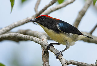 Scarlet-backed flowerpecker Species of bird