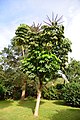 Tree in Kampala, Uganda