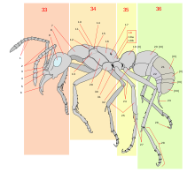 De vele onderdelen van een mier