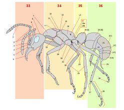Scheme ant worker anatomy-numbered.svg