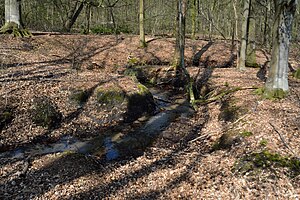 Schleswig-Holstein, Aukrug, Tönsheider Wald NIK 9814.JPG