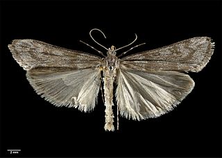 <i>Scoparia contexta</i> Species of moth