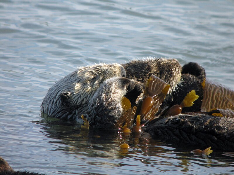 File:Sea Otter and Pup Sleeping - Flickr - GregTheBusker.jpg