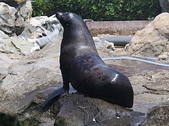 喺香港海洋公園度影嘅加州海獅