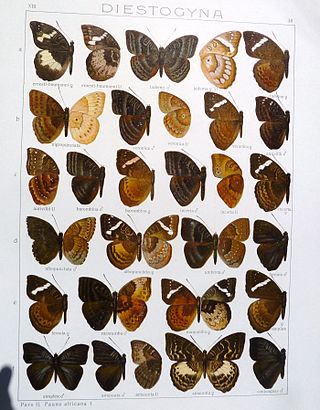 <i>Euriphene conjungens</i> Species of butterfly