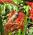 Rufous hummingbird