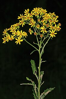 Senecio polyanthemoides 1DS-II 4-4122.jpg