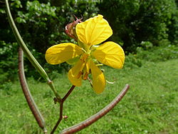 Senna occidentalis flower 1.jpg