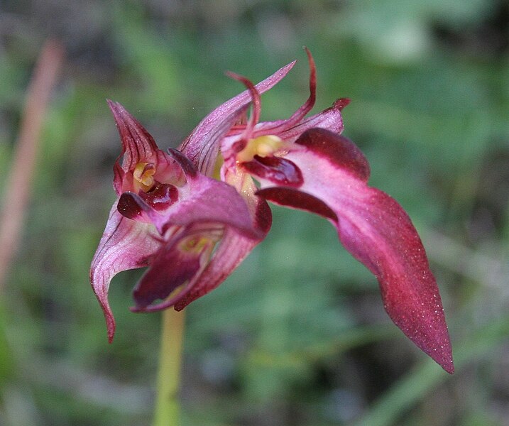 File:Serapia strictiflora.jpg