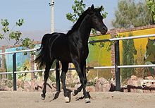 Foto av en svart arabisk hingst i en paddock.