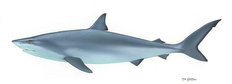 File:Shark fish chondrichthyes.jpg
