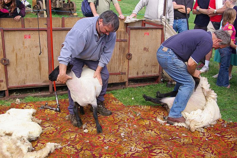 File:Sheep Shearing.jpg