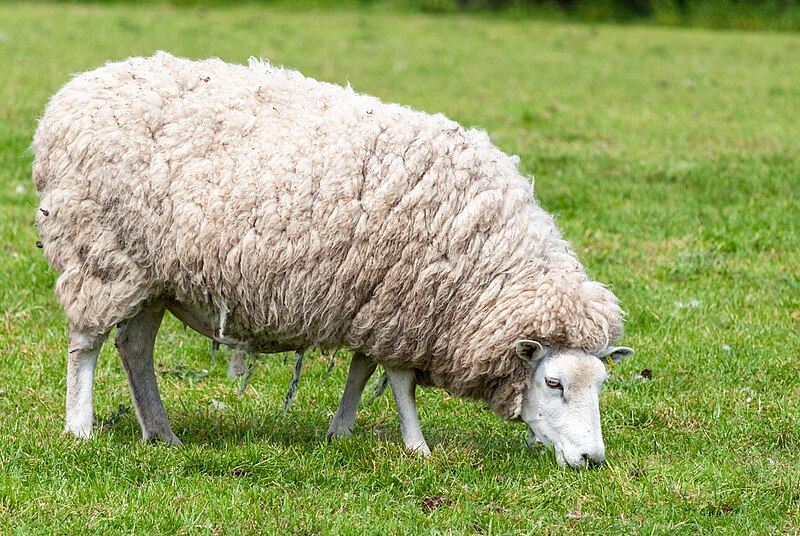 File:Sheep in a field in Alsager 03.jpg