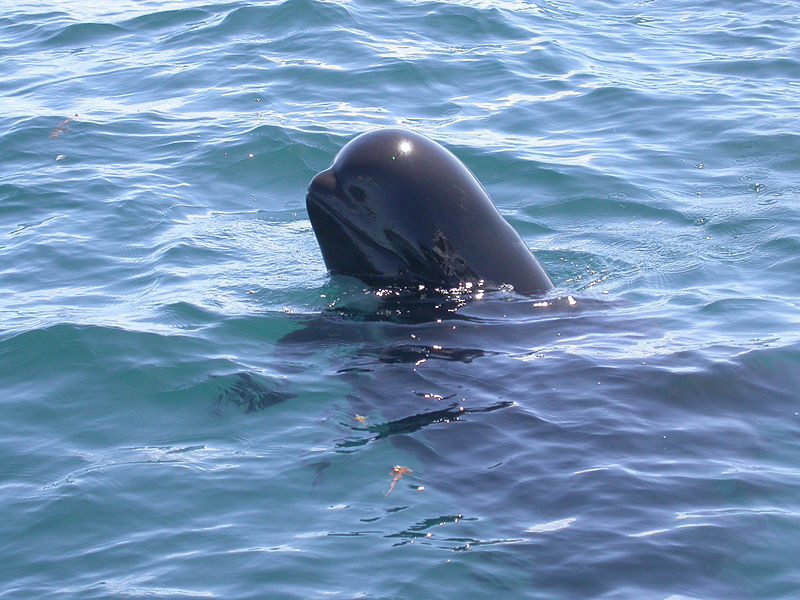 File:Short-finned Pilot Whale (Globicephala macrorhynchus) (8604841637).jpg