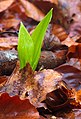 * Nomination Seedling of allium ursinum in Sihlwald --Domob 17:37, 5 February 2020 (UTC) * Promotion  Support Good quality. --Chenspec 20:08, 5 February 2020 (UTC)