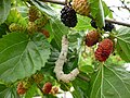 Silkworm mulberry tree zetarra marugatze arbolean3.JPG