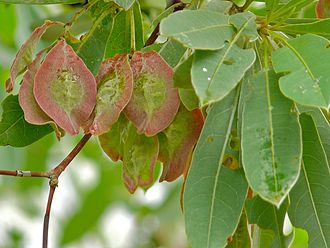 Ripening fruit, February Silver Cluster-leaf (Terminalia sericea) (8389437455).jpg