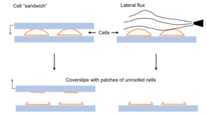 The most common processes of cell unroofing. (left) Sandwich of two cells between two coverslips. (right) Lateral flux of medium allows to break the cells. Sketch cell unroofing.PNG