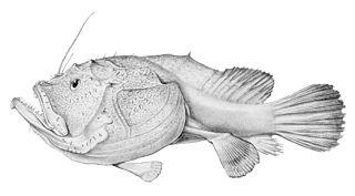 <i>Sladenia gardineri</i> Species of fish