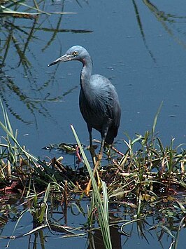 Sharpes reiger