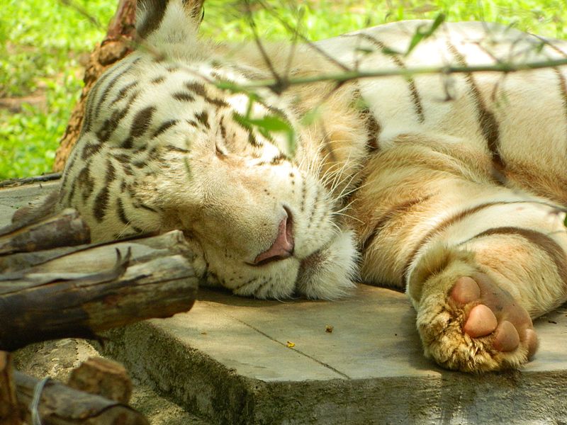 File:Sleeping White Tiger 2.jpg
