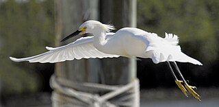 Snowy Egret in Flight - Flickr - Andrea Westmoreland.jpg