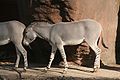 Somalische wilde ezel, (Afrikaanse wilde ezel)