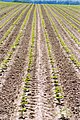 Deutsch: Gepflügtes Sonnenblumenfeld, Kanton Bern, Schweiz English: Plowed sunflower field, canton of Bern, Switzerland