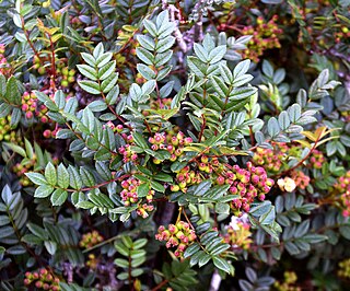 <i>Sorbus reducta</i> Species of flowering plant