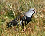 Southern Lapwing at Laguna Nimez.jpg