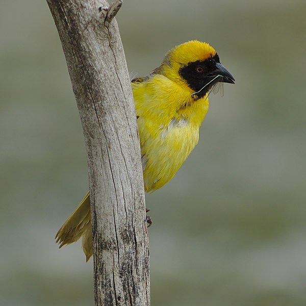 File:Southern Masked Weaver, Ploceus velatus, male with a damselfly at Marievale Nature Reserve, Gauteng, South Africa. (45417471624).jpg