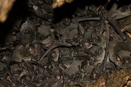 Lesser short-tailed bats roosting Southern short-tailed bats, Mystacina tuberculata.jpg