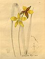 Spathoglottis aurea (as syn. Spathoglottis wrayi) plate 264 in: H. G. Reichenbach: Xenia orchidacea - vol. 3 (1900)