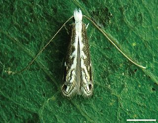 <i>Spinivalva</i> Genus of moths