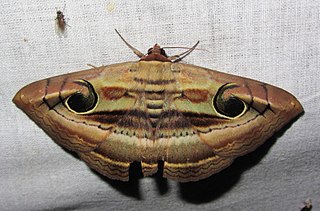 <i>Spirama indenta</i> Species of moth