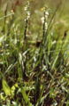 Spiranthes aestivalis Germany - Berchtesgadener Land