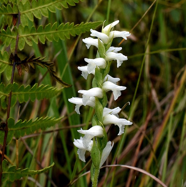 File:Spiranthes cernua iNat-10078875.jpg