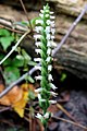 Spiranthes ovalis