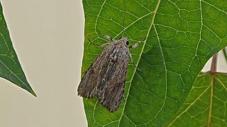 Spodoptera eridania