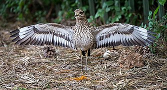 SpottedThick-knee2.jpg